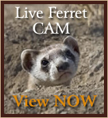 Live Ferret CAM