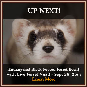 Ferret Event